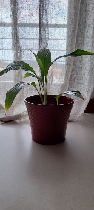 Lírios da paz (sem flor)