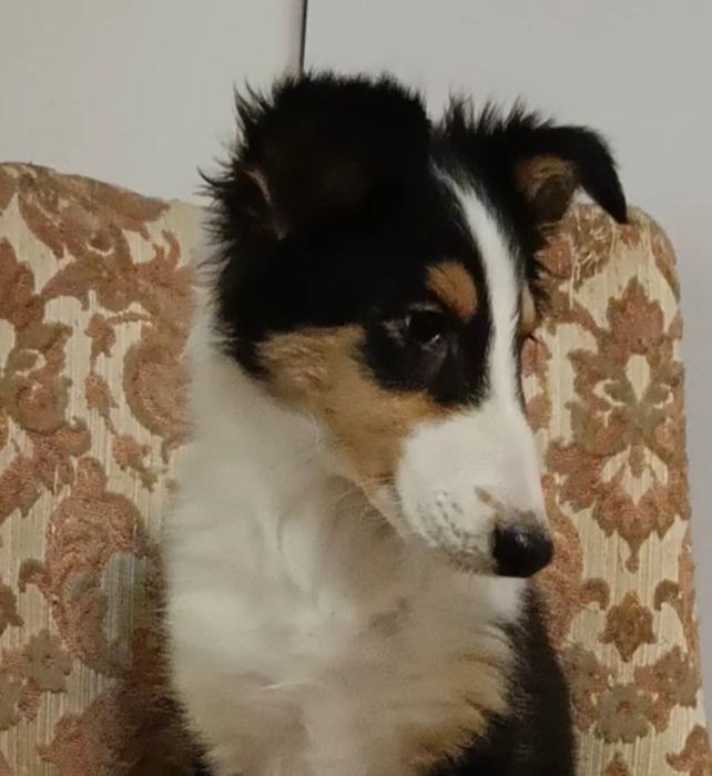 Owczarek szkocki collie tricolor