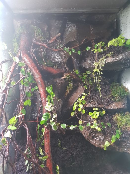 Terrarium dla gekona orzęsionego i innych