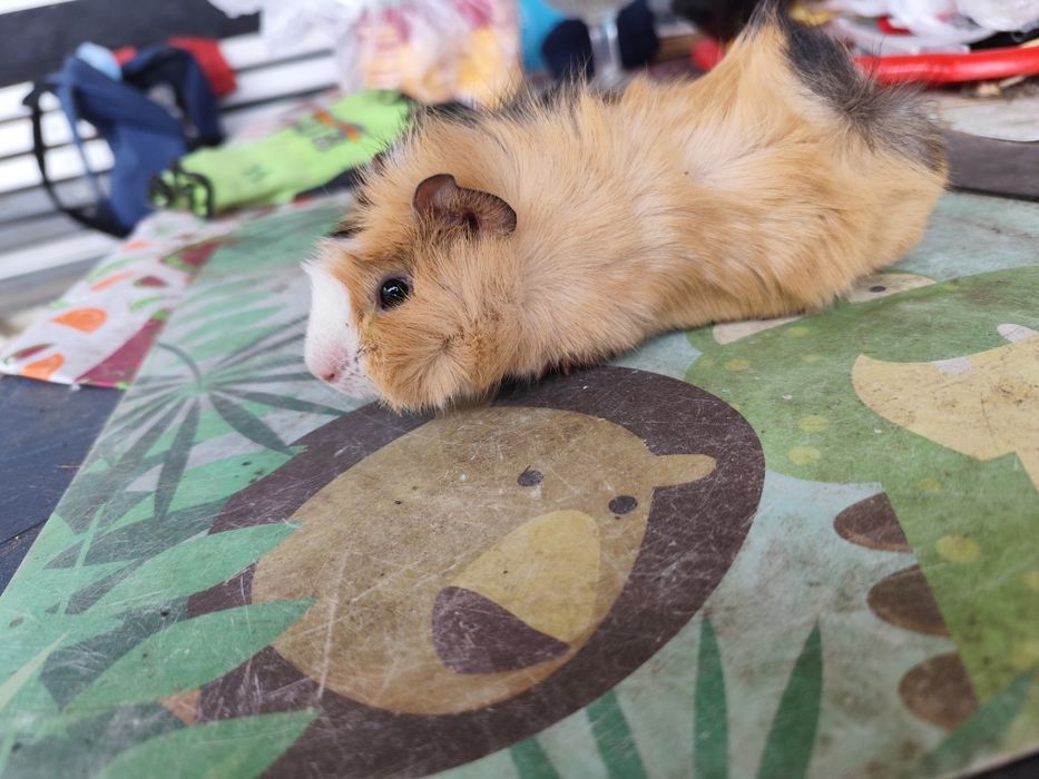 Świnki morskie  polecam