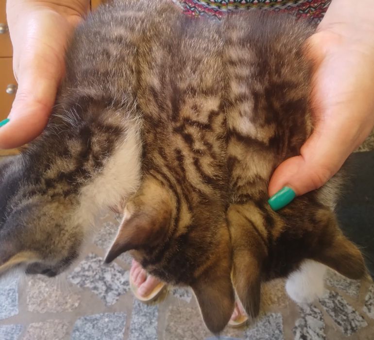 Tenho 3 gatinhos para dar com 2meses