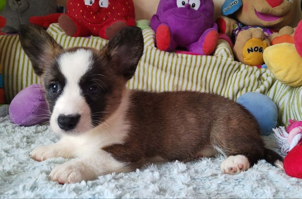 Welsh Corgi Cardigan Wyjatkowa suczka
