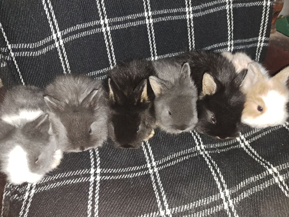 Króliczki miniaturki