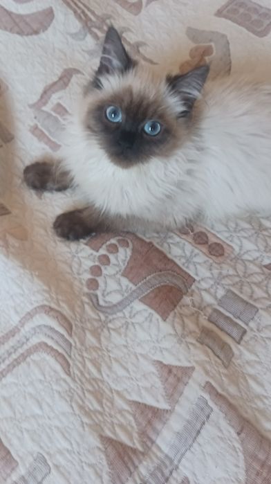 Невська маскарадна 4 міс котик і киця