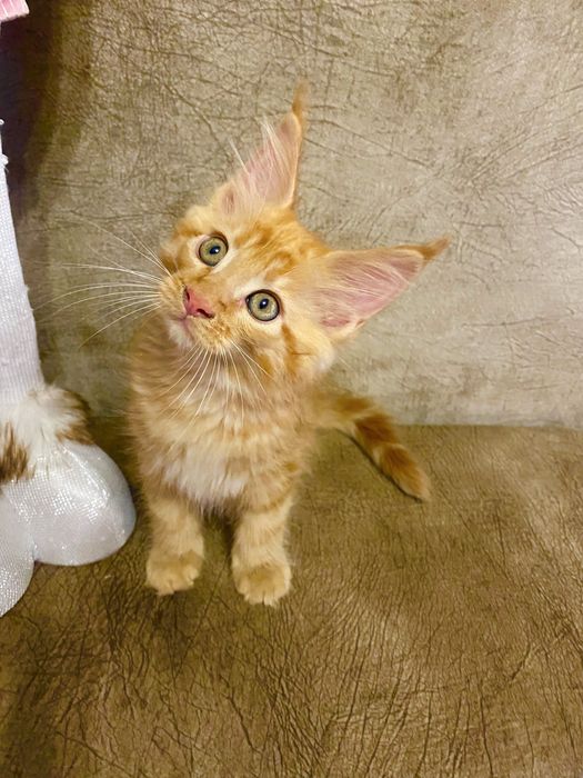 Кошечка породы Мейн-Кун