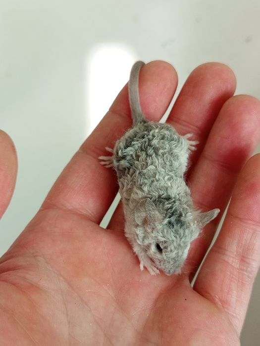 Декоративні кучеряві мишки, миші