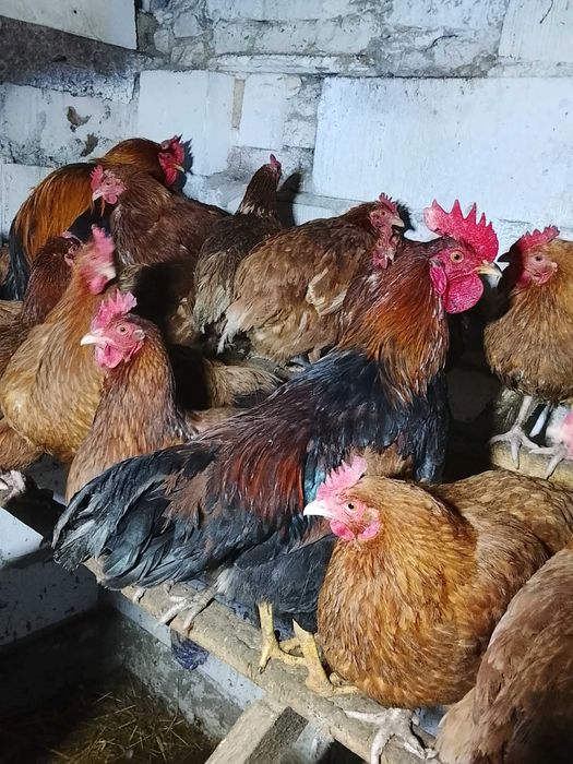 Sprzedam młode koguty