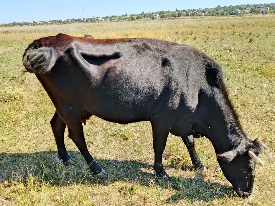 Коровы бычки телочки