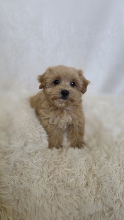 Maltipoo -wyjątkowa suczka. Mała domowa hodowla.