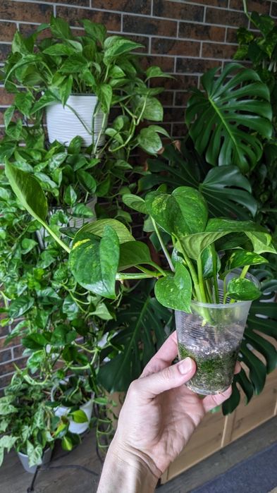 Сциндапсус епіпремнум  Марбл Квін  Глобал Грін Голден Марбл Квин Потос