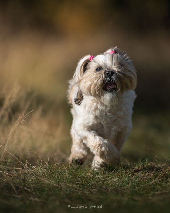 Sesje fotograficzne – portret, ciążowe, motoryzacyjne, ślubne, dron
