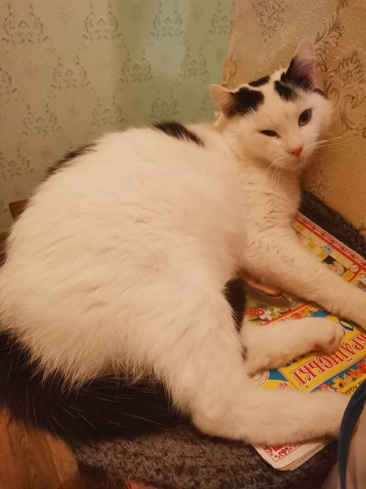 Котик в Добрі руки