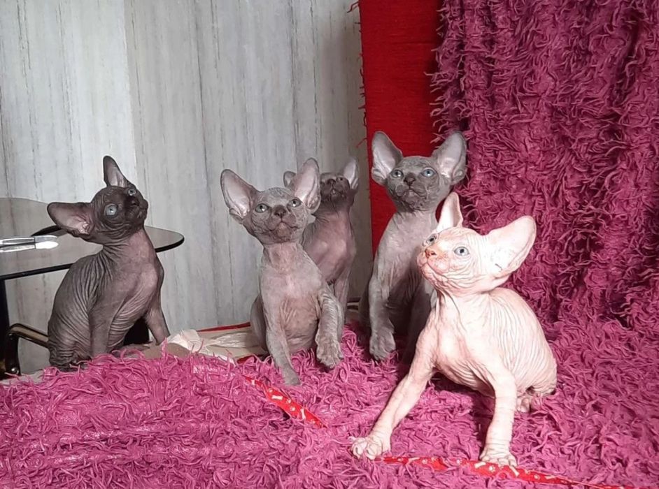 Канадские сфинксы