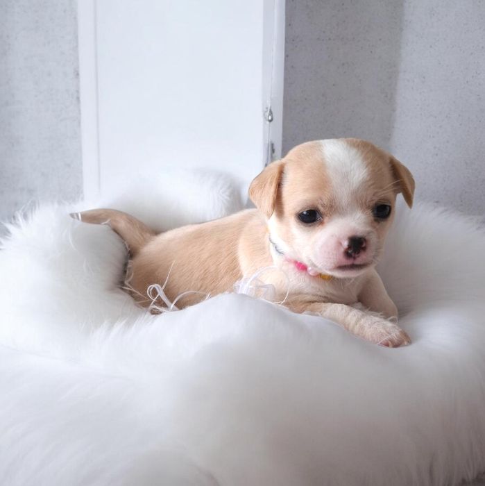 Чарівна дівчинка чіхуахуа кремового кольору