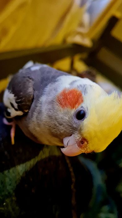 Sprzedam nimfy oswojone