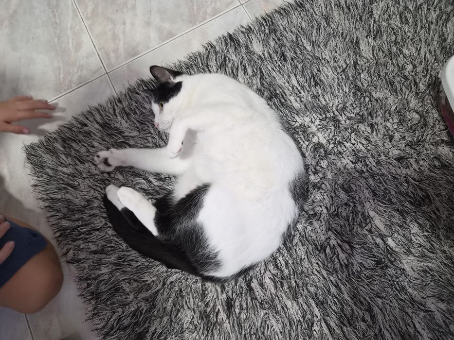 Gatinho para adoção