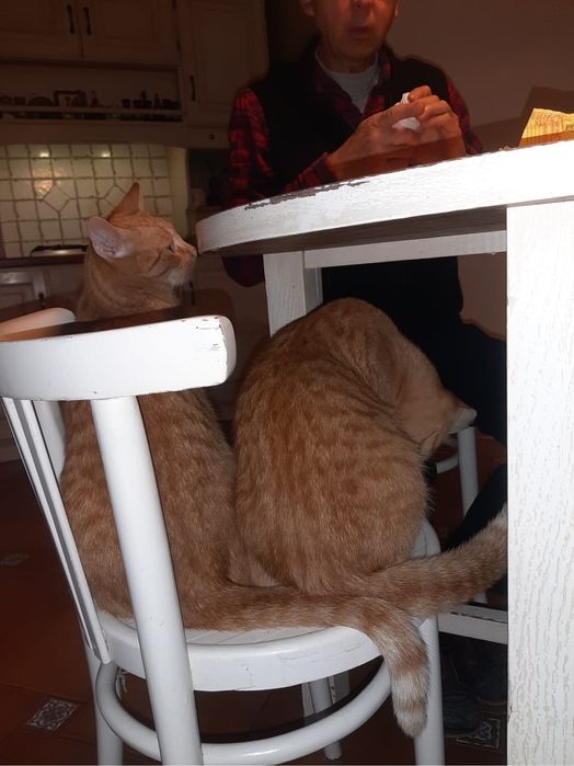 Dolce & Gabbana- dwaj rudzi koci bracia szukają właśnie Ciebie!