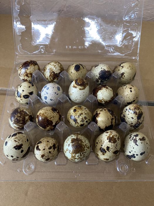 Домашнее перепелиное яйцо