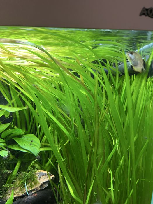 Vallisneria americana roślinka akwariowa