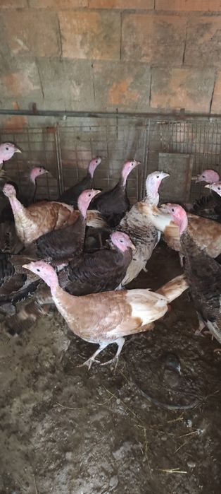 Ovos de perú caseiros e perús
