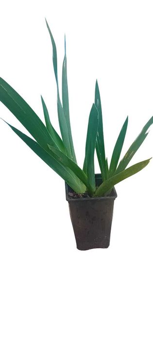 Iris amarela em vaso