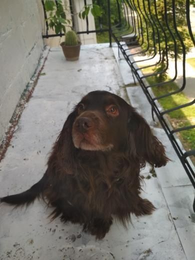 Віддається у добрі руки спаніель.