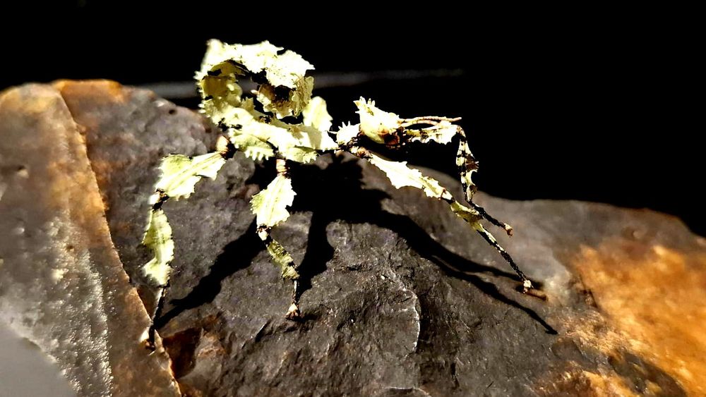 Straszyk australijski Lichen morph