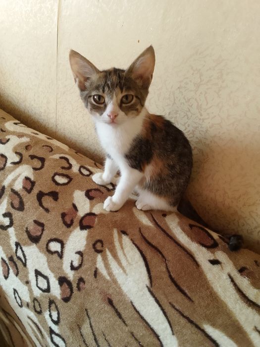 Котятам нужен дом и родители.