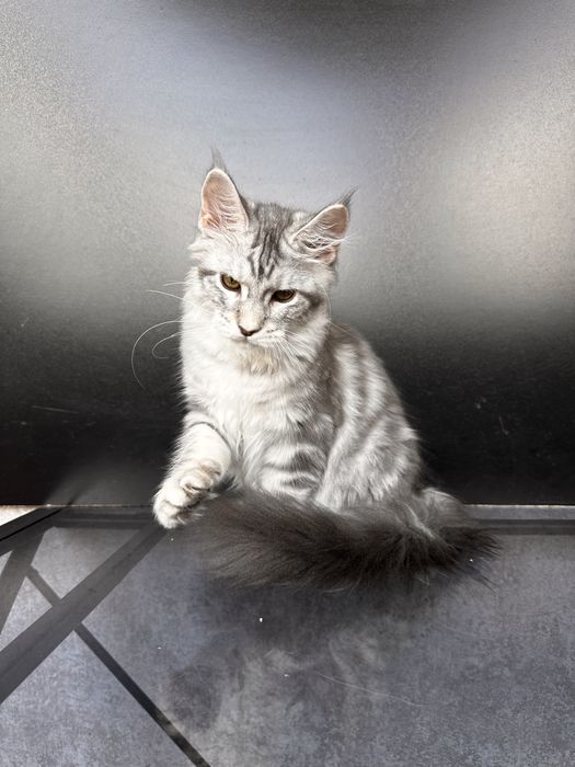 Котенок мейн кун из питомника 5 месяцев