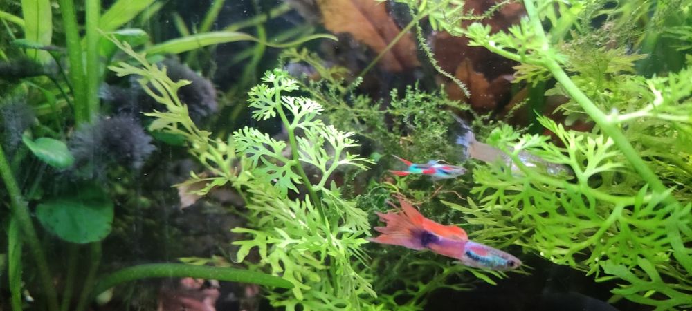 Sprzedam głupiki endlerta