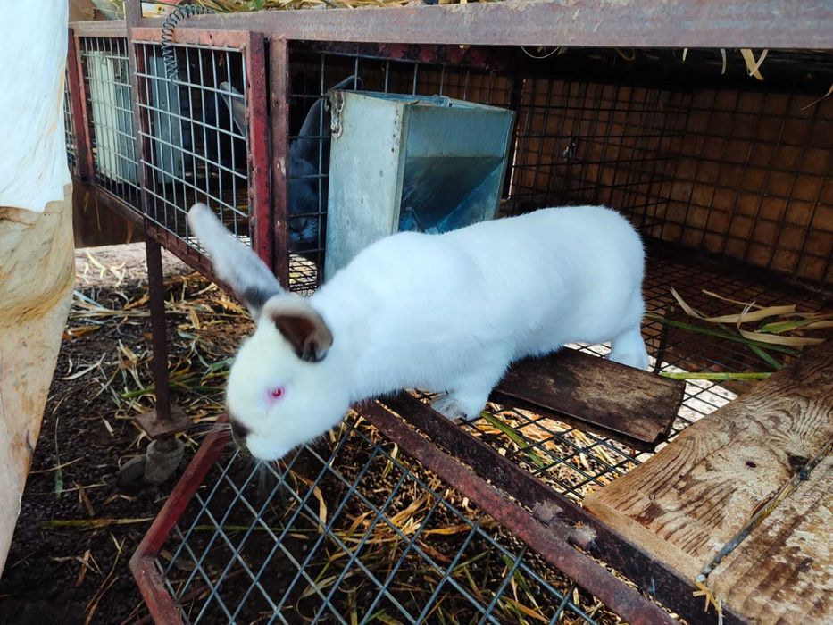 Coelhos raça Gigante de Flandres para reprodução