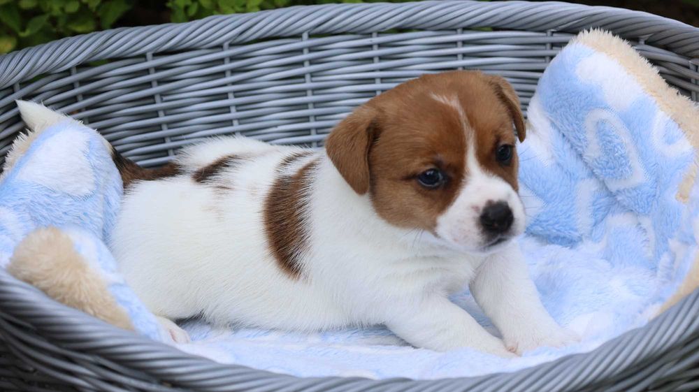 Jack Russell Terrier /ZKwP FCI- wzorcowa hodowla- PIESEK