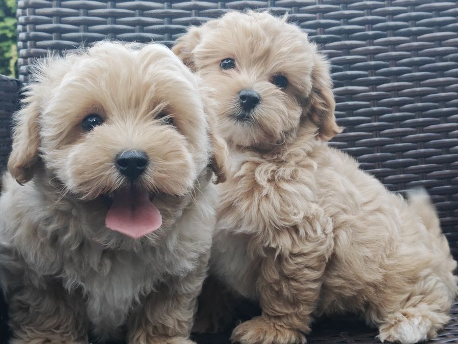 Maltipoo z metryką