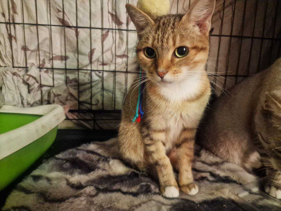 Неймовірно ласкава і мила киця Лейла шукає дім, 1.5 р, кішка, кошка