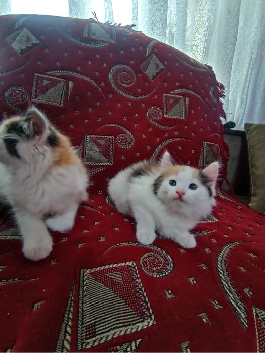 Персицькі котики з Тернополя