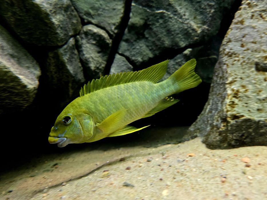 Petrochromis macrognathus