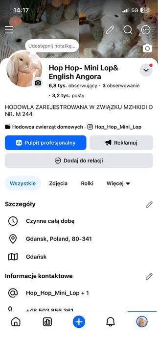 Króliczki  królik mini lop miniaturowy baranek LEGALNA HODOWLA !