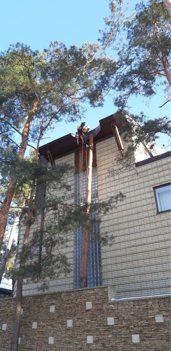 Видалення дерев,спил дерев,кронування,зрізання дерев,удаление деревьев