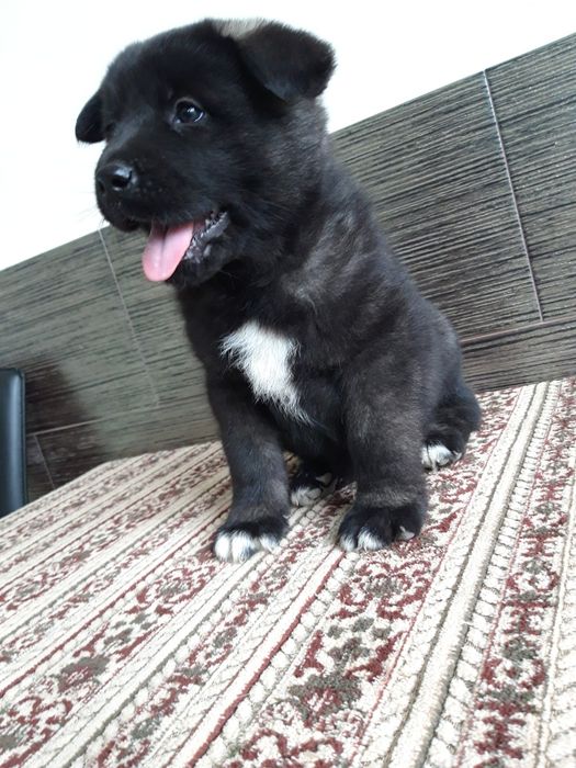 Акіта американська