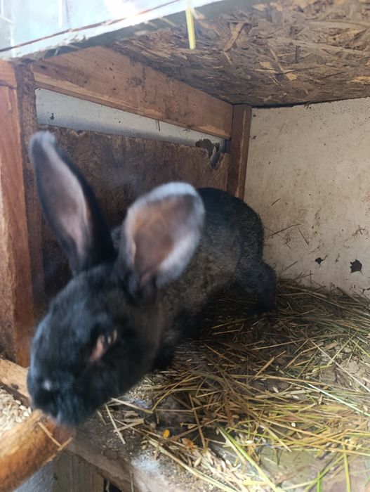 Продам кроликов молодняк