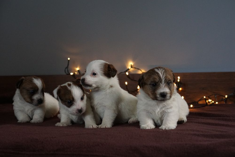 Szczenię z oficjalnej hodowli FCI  ZKwP oddz.  Chojnice