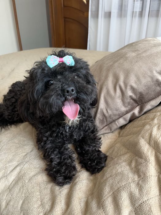 Mini suczka cavapoo do odbioru