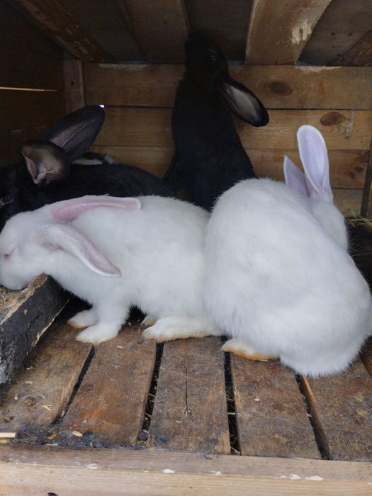 Продам кролі молодняк