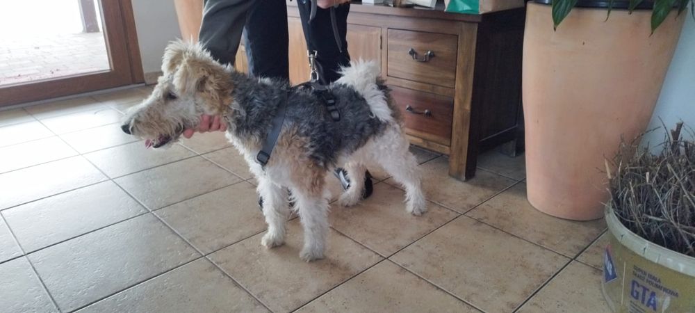 Znaleziono psa okolice Strumienia