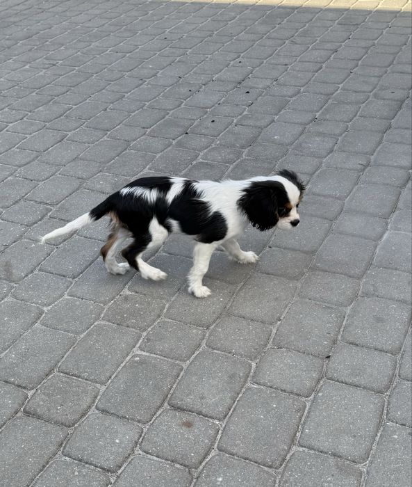 Cavalier charles spaniel king