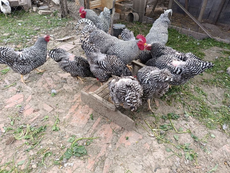 Кури породи Амрокс