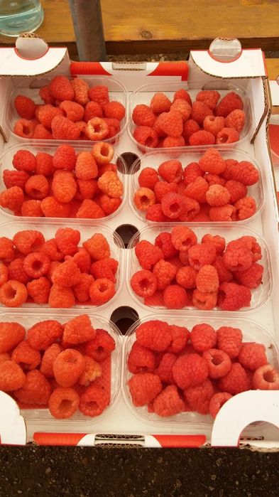 Sadzonki malin Clarita odpowiednik maravilli