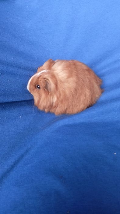 Питомник морские свинки