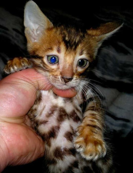 Торг! Чистокровний бенгальський хлопчик в шикарних золотих розетках