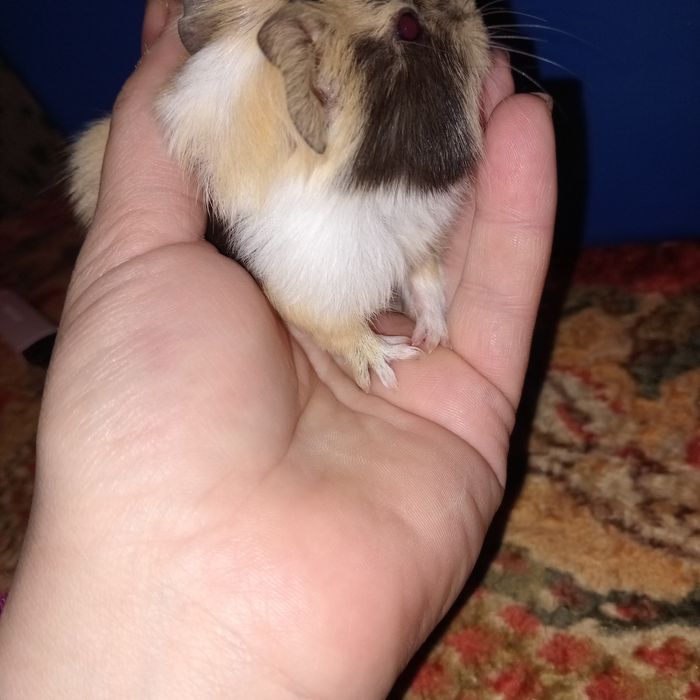 Морські свинки найкращі  домашні пухнастики,морские свинки